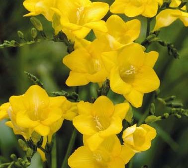 Freesia  Yellow  15-pack Online Hot Sale