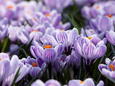 Vårkrokus-Crocus Vernus  Pickwick  10-pack Cheap