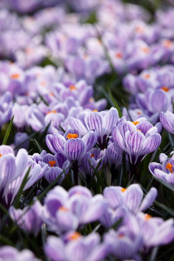 Vårkrokus-Crocus Vernus  Pickwick  10-pack Cheap