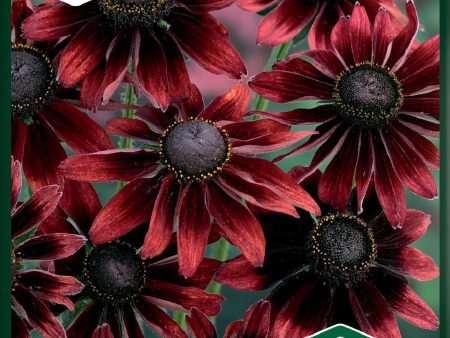 Rudbeckia, Sommar-, Cherry Brandy Supply