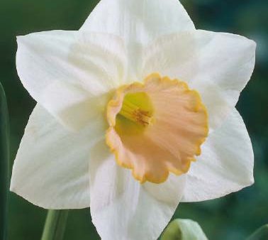 Narcissus Salome 5-pack For Discount