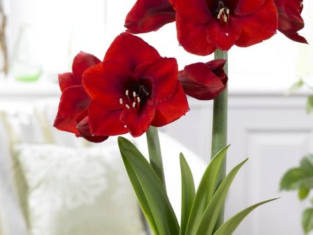 Amaryllis-Hippeastrum  Red Lion  1-pack Supply