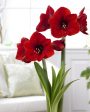 Amaryllis-Hippeastrum  Red Lion  1-pack Supply