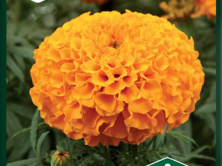 Tagetes, Stor-,  Taishan Orange  Sale