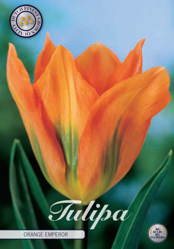 Tulpan Orange Emperor 10-pack Online Sale