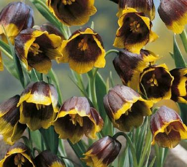 Grå klocklilja-Fritillaria Uva vulpis  Uva Vulpis  10-pack Online Hot Sale