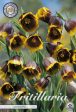 Grå klocklilja-Fritillaria Uva vulpis  Uva Vulpis  10-pack Online Hot Sale