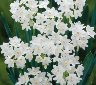 Narcissus Paperwhite Grandiflora 5-pack on Sale