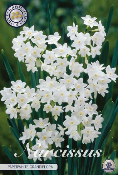 Narcissus Paperwhite Grandiflora 5-pack on Sale