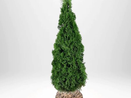 Thuja Smaragd 200-225 cm, RB » LQ For Discount