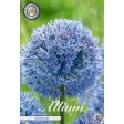 Allium  Caeruleum  15-pack on Sale