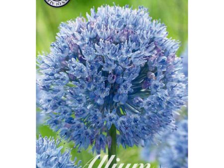 Allium  Caeruleum  15-pack on Sale