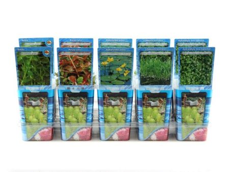 Zuurstofplanten   Oxygenplants Sale