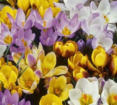 Krokus-Crocus Botanical  Botanical Mixed 20-pack Fashion