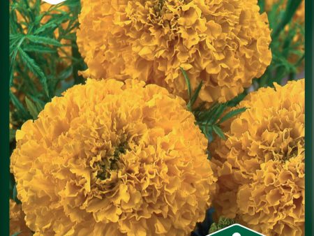 Tagetes, Stor-, First Lady F1 Sale