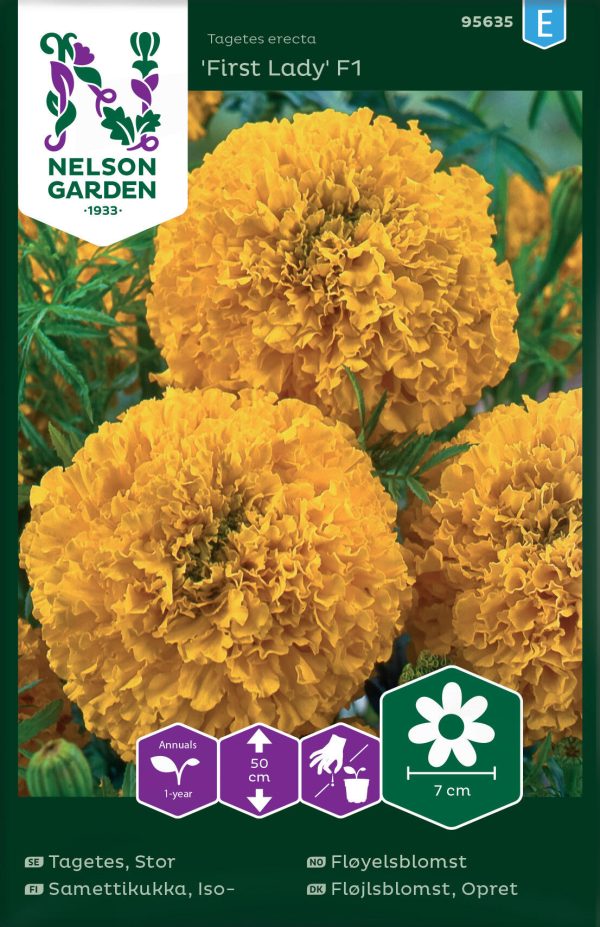 Tagetes, Stor-, First Lady F1 Sale