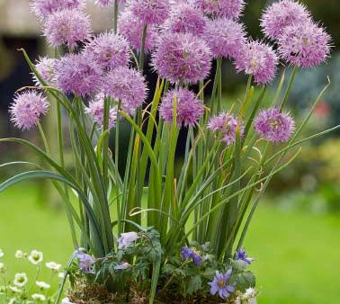 Allium  Rosy Dream  10-pack Supply