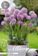 Allium  Rosy Dream  10-pack Supply