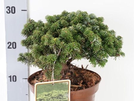 Abies koreana  Brillant  on Sale