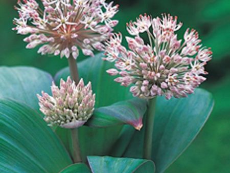 Allium karataviense Online Sale