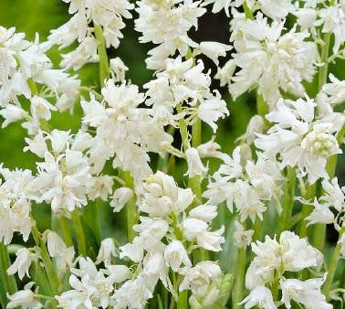 Spansk klockhyacint-Hyacinthoides hispanica White 10-pack on Sale