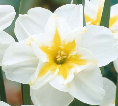 Narcissus Lemon Beauty 5-pack Online Sale