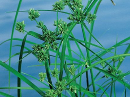 Cyperus alternifolius Online now