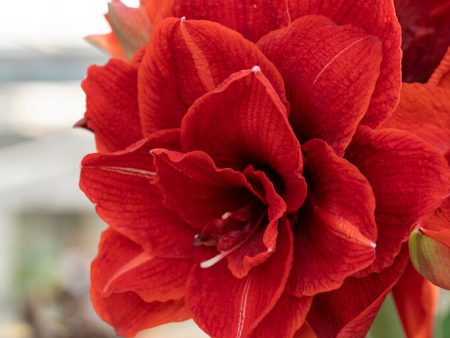 Amaryllis-Hippeastrum  Cherry Nymph  1-pack Sale