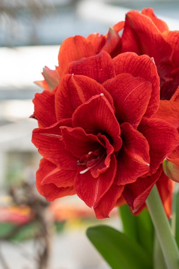 Amaryllis-Hippeastrum  Cherry Nymph  1-pack Sale