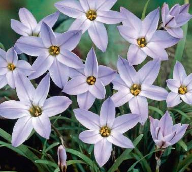 Vårlilja-Ipheion uniflorum  Wisley Blue  15-pack Fashion