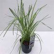 Cortaderia sell.  Rosea  Sale