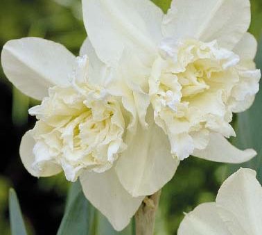 Narcissus White Marvel 5-pack Supply