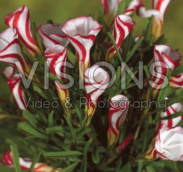 Polkagrisoxalis-Oxalis Versicolor 20-pack on Sale