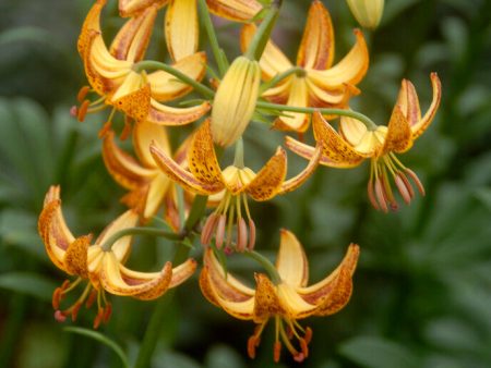 Krollilja-Lilium martagon  Sunny Morning  1-pack Online