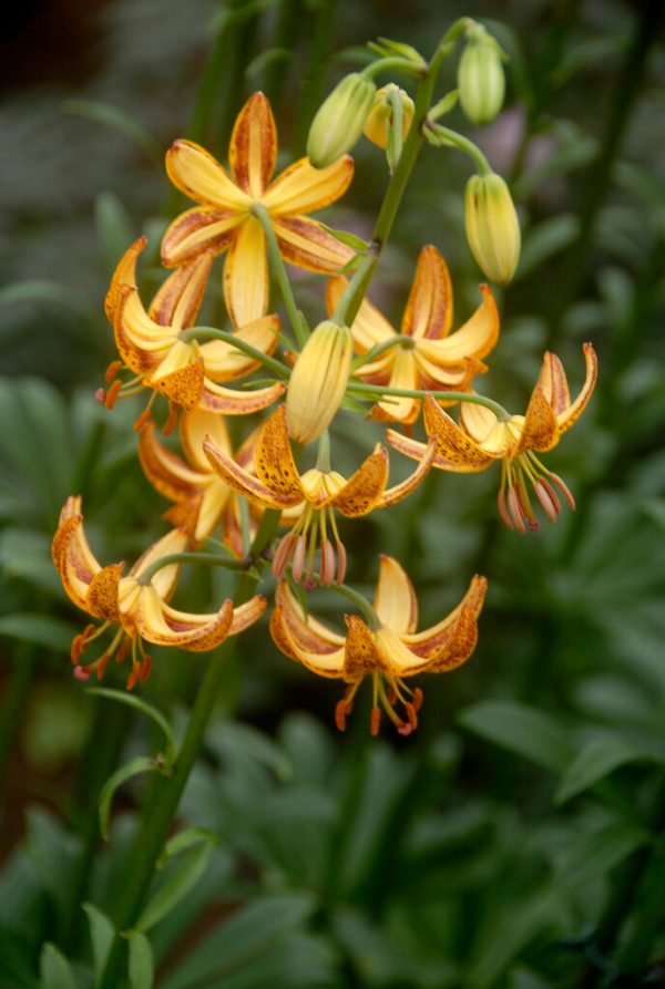 Krollilja-Lilium martagon  Sunny Morning  1-pack Online