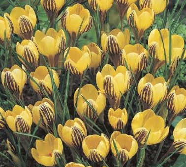 Bägarkrokus-Crocus Chrysanthus  Fuscotinctus  20-pack Online