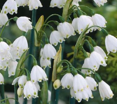 Sommarsnöklocka-Leucojum Aestivum 10-pack Cheap