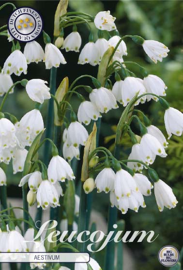 Sommarsnöklocka-Leucojum Aestivum 10-pack Cheap