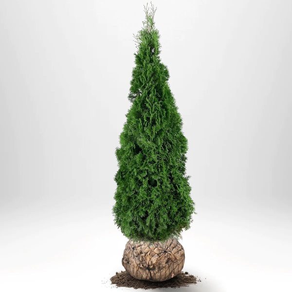 Thuja Smaragd 225-250 cm, RB » LQ Cheap