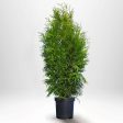 Thuja Brabant 100-120 cm, Co 5 » LQ Online Hot Sale