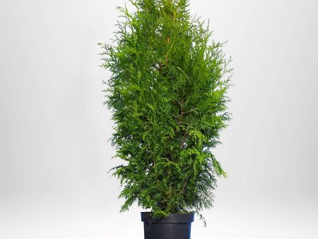 Thuja Brabant 100-120 cm, Co 5 » LQ Online Hot Sale