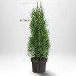 Thuja Occ Smaragd 80-100 cm, Krukodlad, Kvalité: Standard on Sale