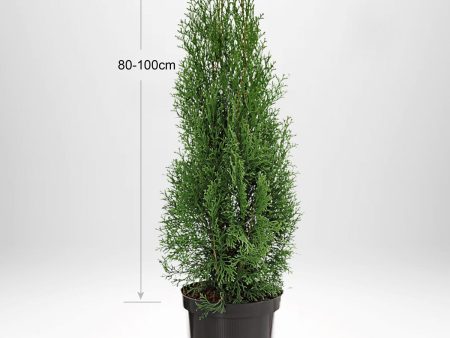 Thuja Occ Smaragd 80-100 cm, Krukodlad, Kvalité: Standard on Sale