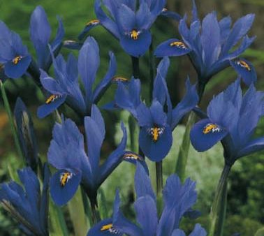 Våriris-Iris reticulata  Blue  15-pack Supply