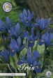 Våriris-Iris reticulata  Blue  15-pack Supply