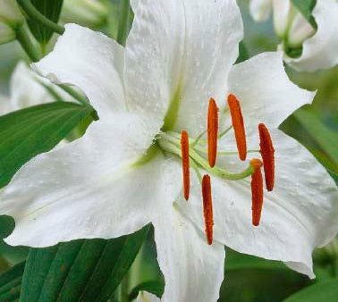 Orientalisk lilja-Lilium orientalis  Siberia  2-pack on Sale