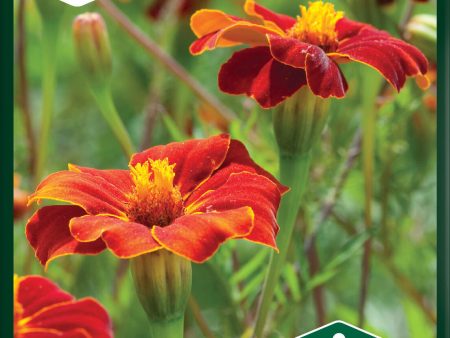 Tagetes, Linné-, Burning Embers For Discount