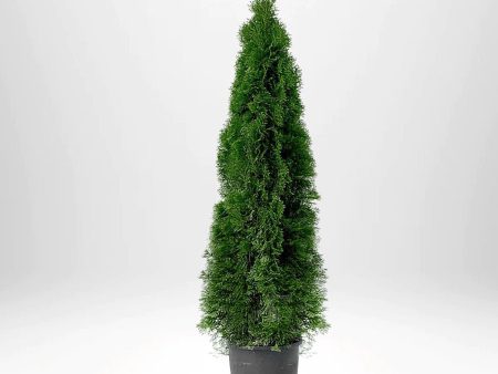 Thuja Smaragd 140-160 cm, Co12 » LQ Online Sale