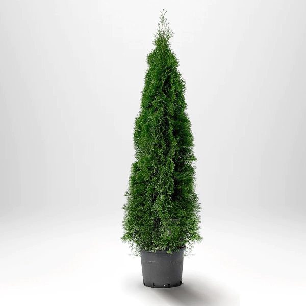 Thuja Smaragd 140-160 cm, Co12 » LQ Online Sale