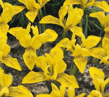 Vintergäck iris-Iris Danfordiae 15-pack For Discount